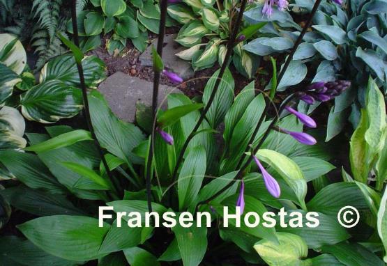 Hosta Maraschino Cherry